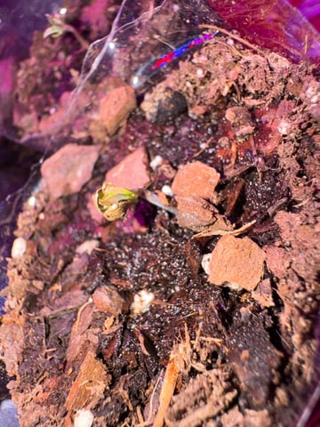 OG Kush — flower, day 141