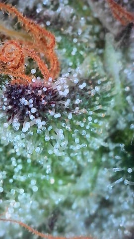 Oceanz 16 — flower, day 161