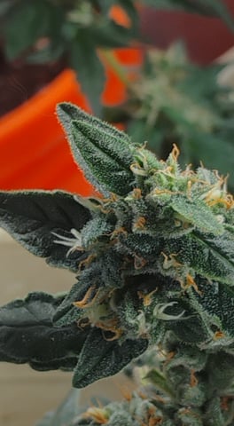 smoke 2 — flower, day 1