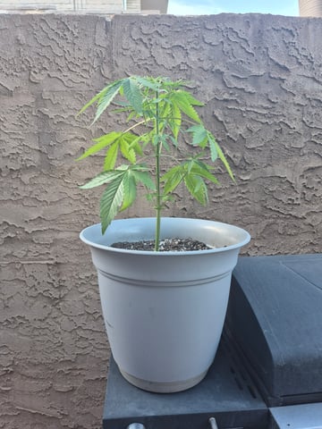 new strain — vegetative, day 12