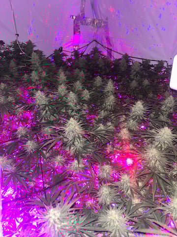 zunami s1 grounded genetics  — flower, day 75