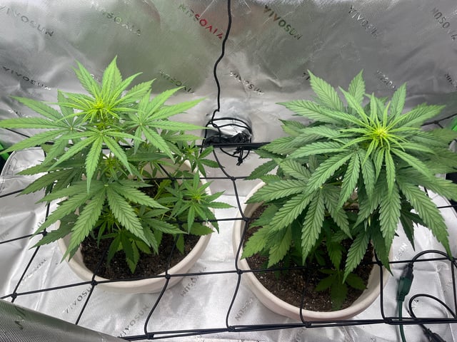 Wedding Cake Zkittlez — flower, day 1