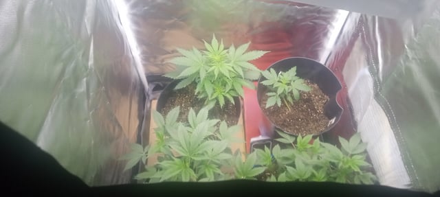 frst grow tent grow — vegetative, day 33