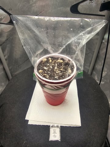 Junior Mint X Mac 1 — germination, day 4