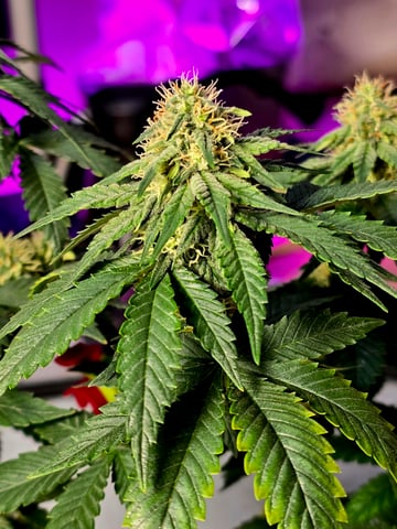 Homegrown - 🍒 🥧 & GSC Auto, 🚀 Seeds 🍌 Buttercups  — flower, day 60