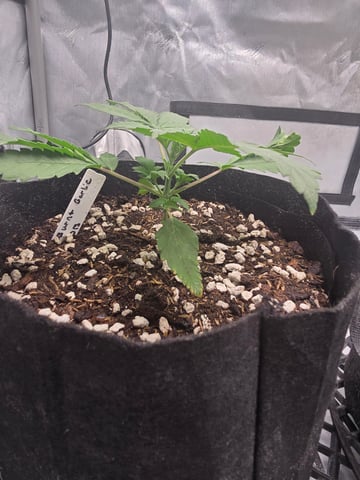 Dream beans burnt garlic — vegetative, day 19