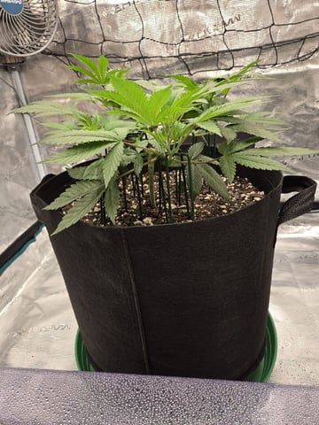  Insane OG — vegetative, day 50