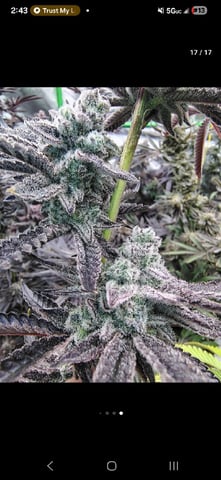 OLD GROW, NEW IDEAS — harvest, day 53