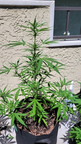 purple Kush, and Extra Large Kush — flower, day 35