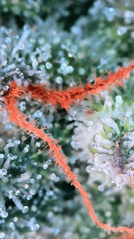 Starfighter/Ohio Guptilla Hybrid — flower, day 39