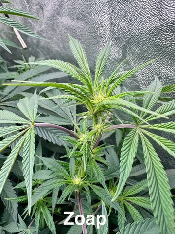 grow  — flower, day 1