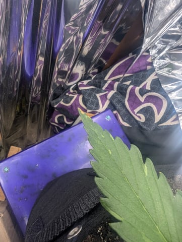 Zkittlez (Auto) — vegetative, day 27