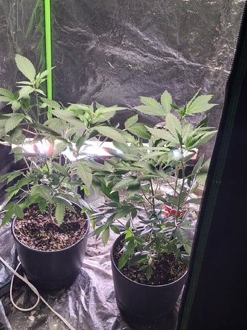 S&D  First Grow — vegetative, day 18
