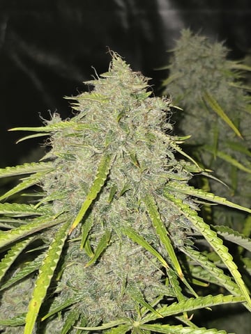 3rd Auto Grow — flower, day 109