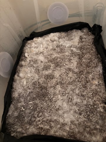 First magic mushroom grow — flower, day 63