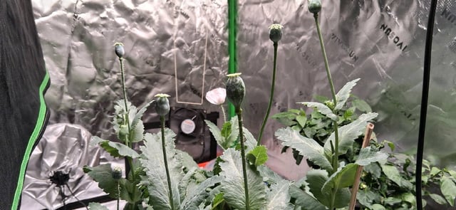 blueberry funk — flower, day 184