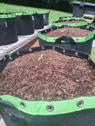 Bucket List Grow #2 — seedling_rooting, day 9