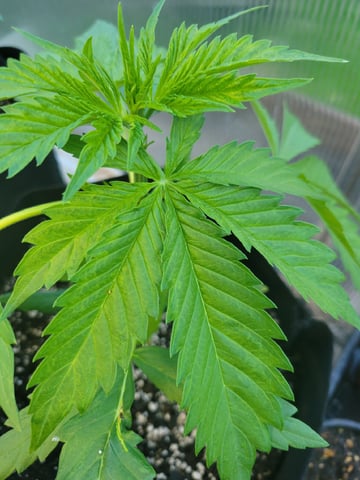 Watermelon Auto — vegetative, day 29