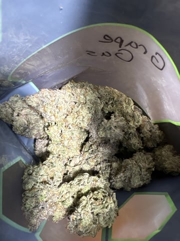 Grow Shed Grow #1 — harvest, day 93