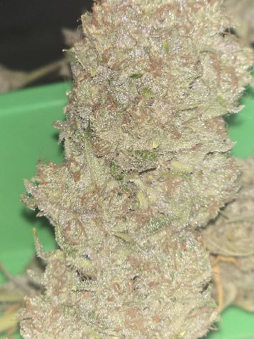 3rd Auto Grow — flower, day 117