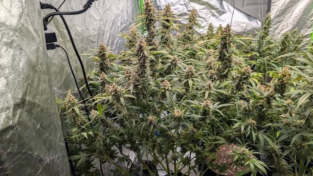 Strawberry Cheesecake Seedsman Seeds Autoflowers x2 — flower, day 100