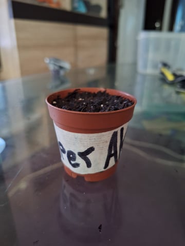 RESTART  — germination, day 3