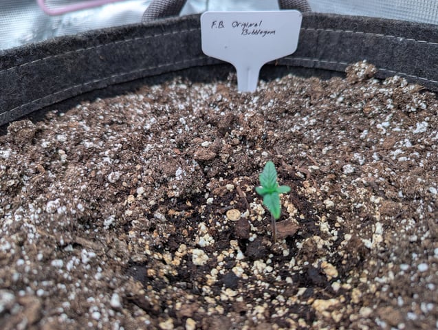 2025 EOY Grow — vegetative, day 19
