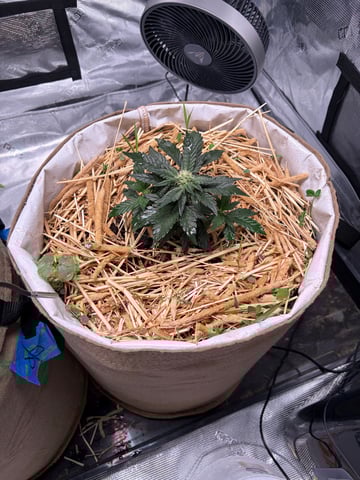 510 First Run! — flower, day 45