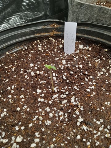 critical purple kush x peyote wifi  in the auto pot system tray 2 grow with added microhazian to the coco coir  — seedling_rooting, day 5