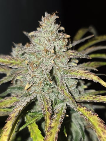 Autos AGAIN — flower, day 97