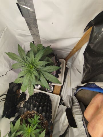 F1 apollo — vegetative, day 18