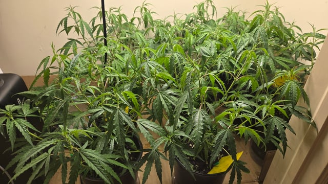 Blue Dream Clones — vegetative, day 19