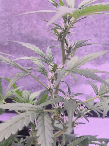 I'll get it right — flower, day 58