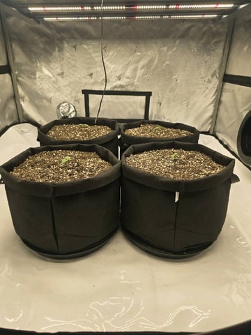 1st Grow 4x4 — seedling_rooting, day 9