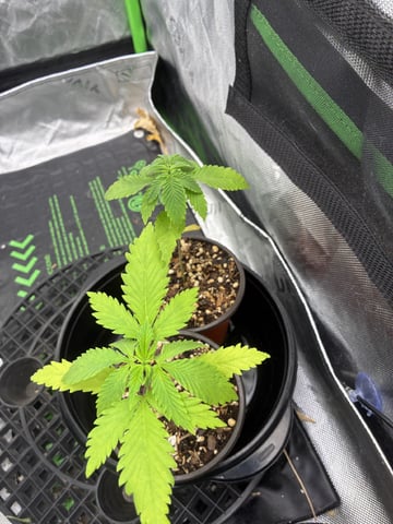 Pre OP Grow — vegetative, day 35