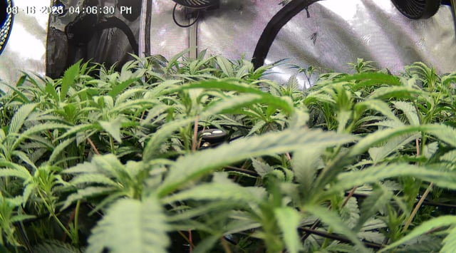 Found my Females... Game On! — flower, day 137