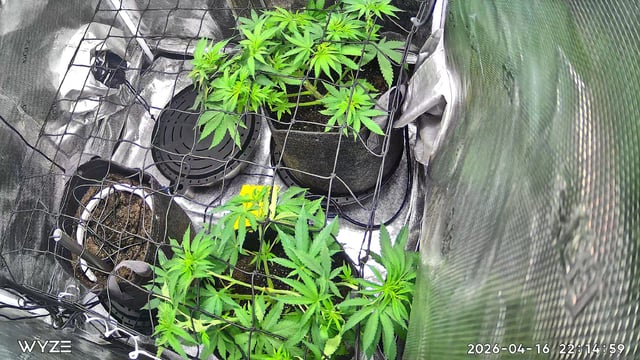 Blue Dream Feminized  — vegetative, day 48