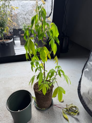  Apple fritter  Clones round two — vegetative, day 104