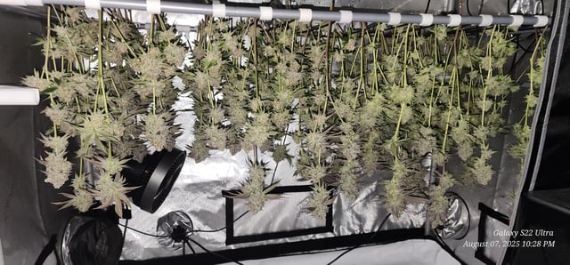 Blasted Genetics  — harvest, day 165