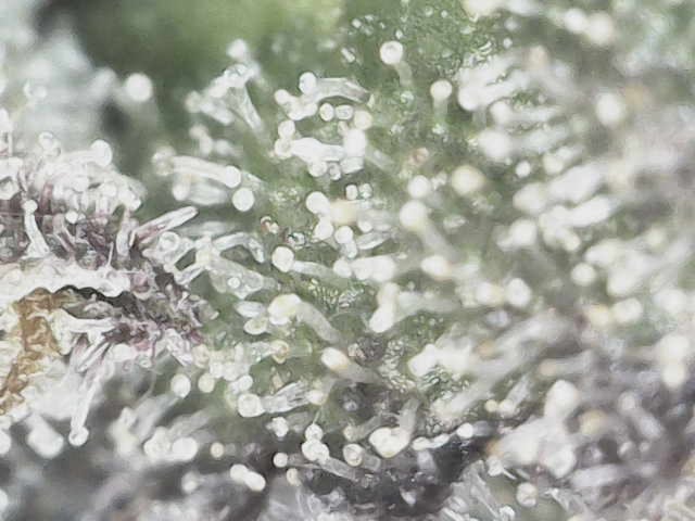 blueberry cupcake  — flower, day 128