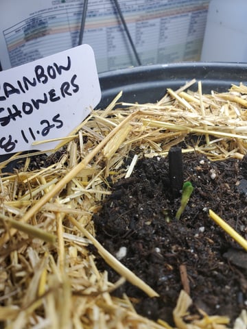 Alien Rock Candy & Grape Deebo — germination, day 6