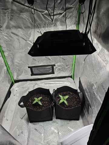 Bruce Banner #4  — seedling_rooting, day 21