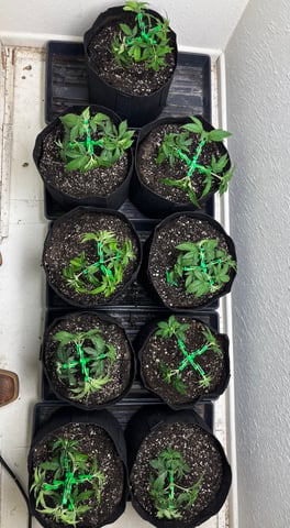 Outdoor Grow — vegetative, day 28