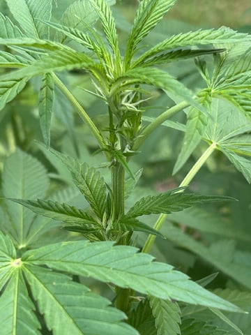 2026 Outdoor — flower, day 85