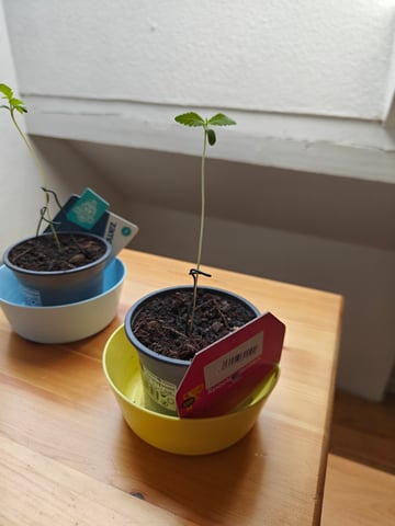 yearly grow 2025 — vegetative, day 1