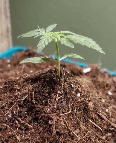 Plant 10A — vegetative, day 9