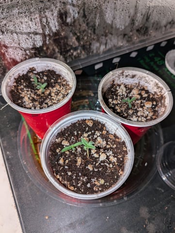 outdoor — seedling_rooting, day 12
