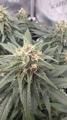 Original 1990 genetics  — flower, day 104