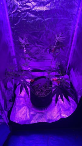 blueberry cupcake  — flower, day 70