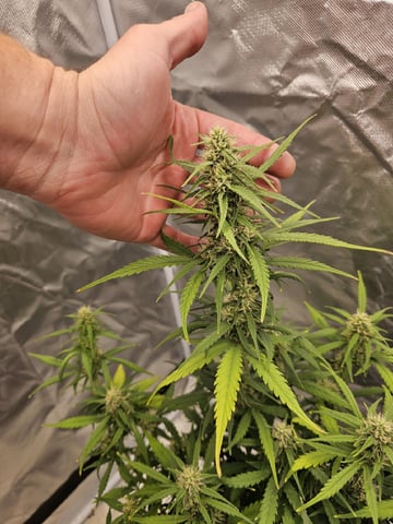 Blue Dream — flower, day 55